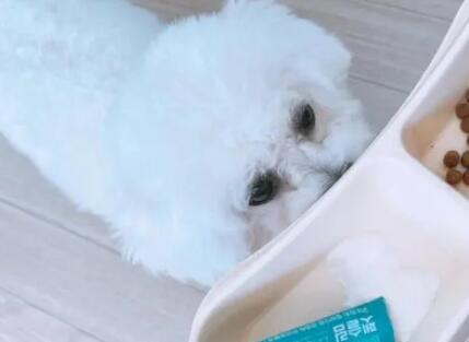 宠物益生菌能长期吃吗