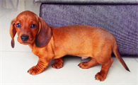 腊肠犬的优点和缺点?新手铲屎官可以看看~