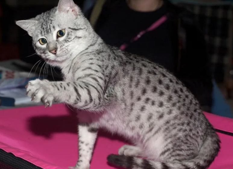 不知道埃及法老猫是什么品种？