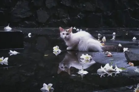 猫为什么知道人将死亡