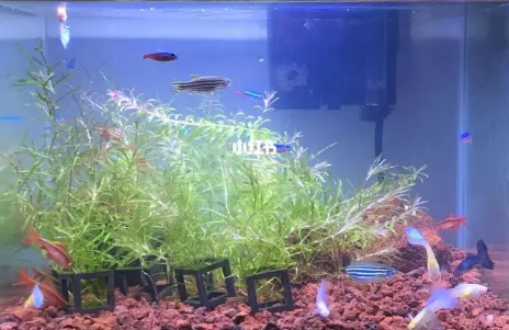 水草鱼缸水质浑浊怎么处理