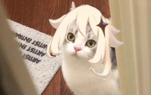 七七和猫猫哪个好