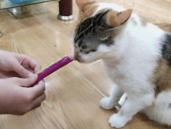 幼猫吃多少猫条