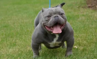 美国恶霸犬价格