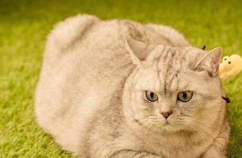 你们说,猫的肋骨鼓起来了是什么原因? 你们说,猫的肋骨鼓起来了是什么原因?