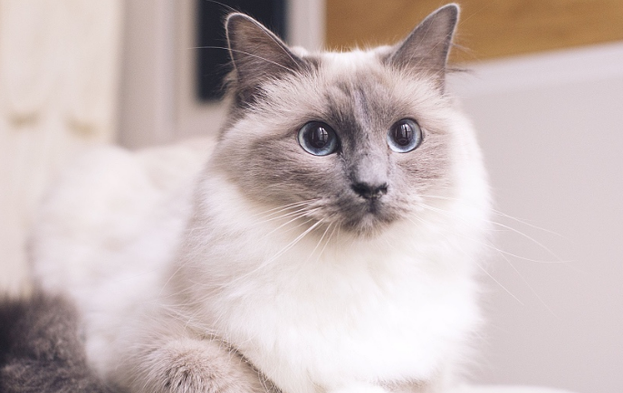 褴褛猫和布偶猫有什么区别?来了解下吧 褴褛猫和布偶猫有什么区别?来了解下吧