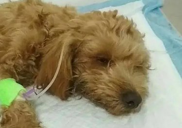 成犬感冒吃什么药
