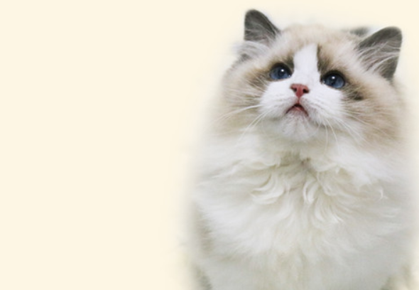猫的嗅觉范围多少米呢?科普篇 猫的嗅觉范围多少米呢?科普篇
