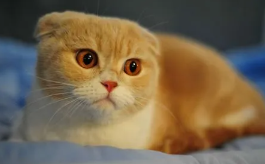 快来了解：一个月土猫幼猫吃什么？