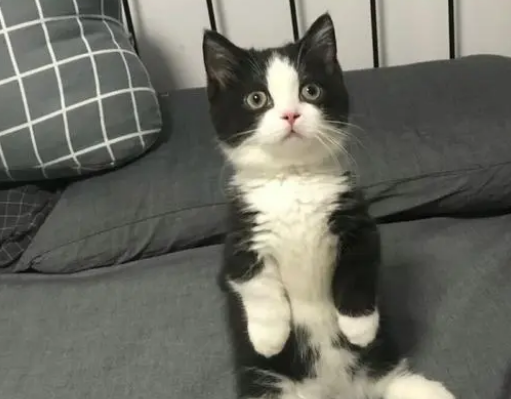 猫品种大全及图片