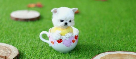 养茶杯犬要注意什么？新手须知