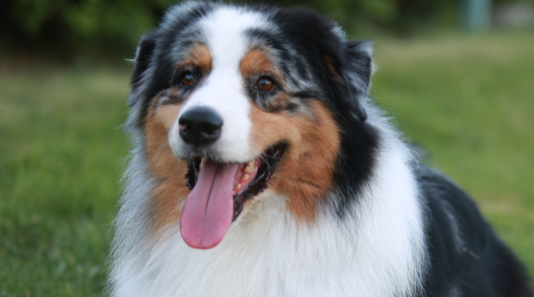 澳大利亚牧羊犬一天喂几次？想了解的看过来。