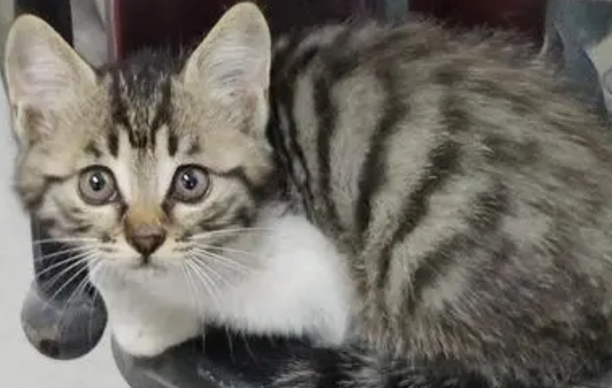 狸花猫为什么一直不停的叫？主人来了解下吧