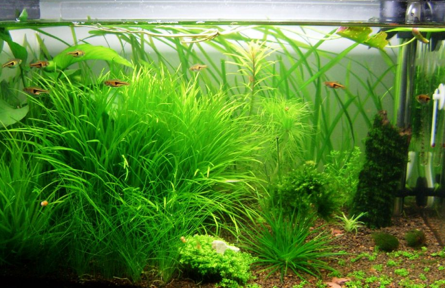 鱼缸里种的水草总飘上来怎么办