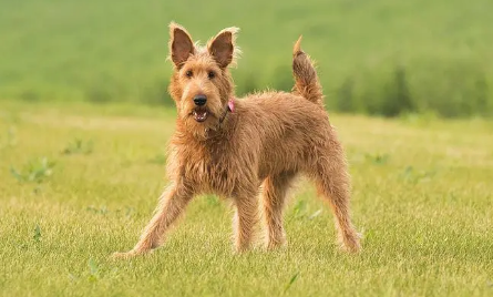 爱尔兰梗是小型犬吗？一文教会你！