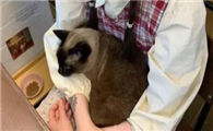 宠物博主的名字