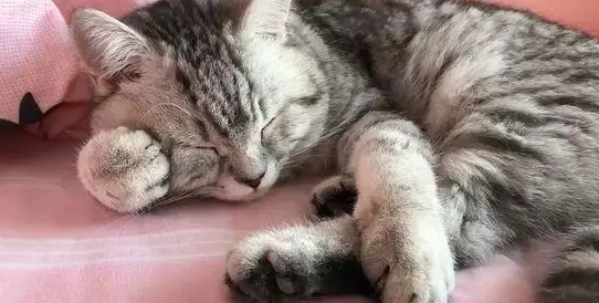 猫为什么会窝爪子趴着?理由是什么? 猫为什么会窝爪子趴着?理由是什么?