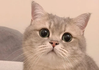 猫咪贫血症状？新手铲屎官可以看看~