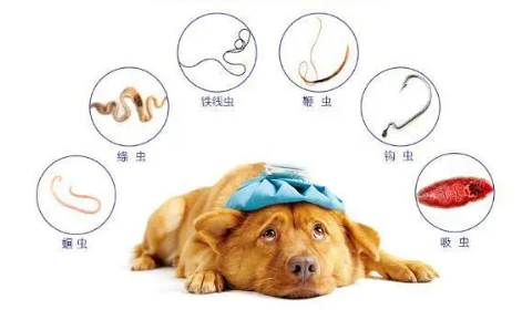 狗狗怀孕体外驱虫可以吗