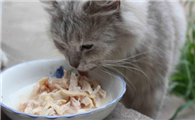 四个月小猫一天吃多少？如何正确饲养？