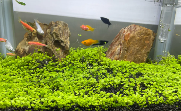 适合小鱼缸的水草