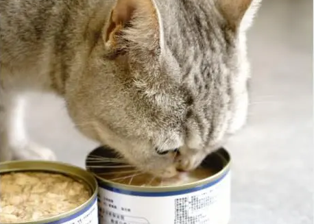 买猫条还是猫罐头 买猫条还是猫罐头