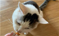 一只猫一天可以吃多少猫条