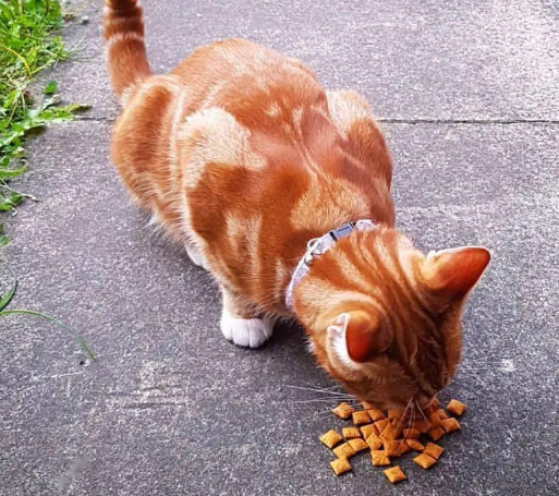 橘猫为什么一直在吃这么能吃?原因很简单 橘猫为什么一直在吃这么能吃?原因很简单