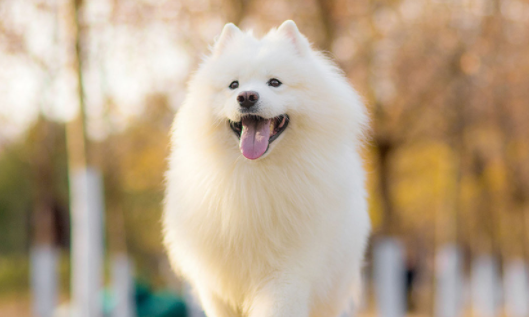 狗狗怀孕初期有哪些症状是什么样的？这里有答案！