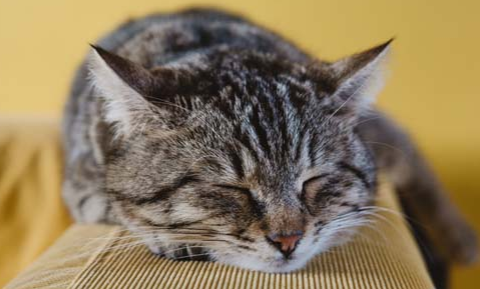 猫为什么会有胡子？科普篇~