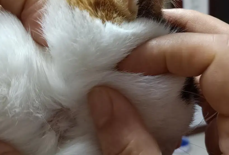猫咪脖子里面摸着像瘤，那是什么？