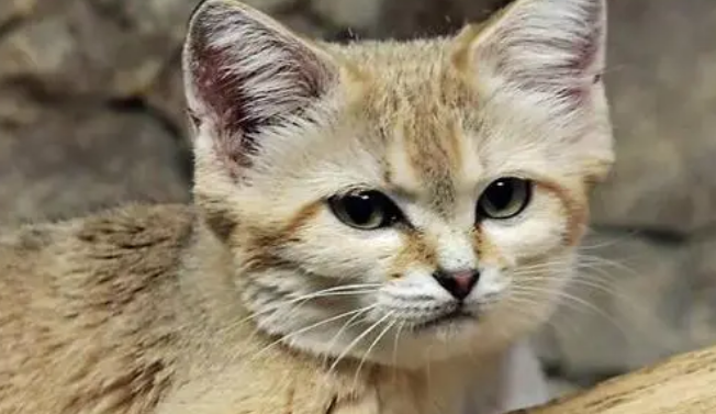 沙丘猫为什么不能养？大家都知道吗？
