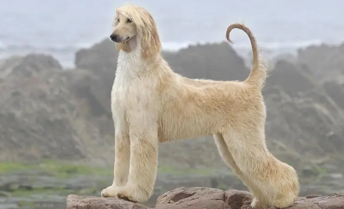 阿富汗猎犬的性格怎样？宠主可以了解一下！