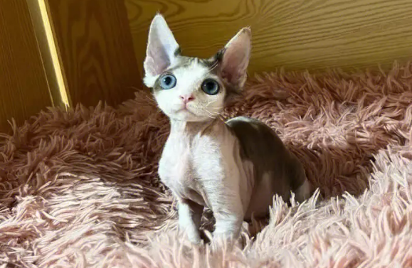 一文告诉你，德文卷毛猫睡觉抽搐怎么回事？