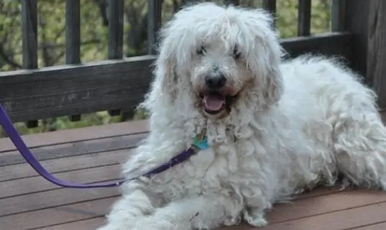 可蒙犬和波利犬的区别是什么?一起来看看! 可蒙犬和波利犬的区别是什么?一起来看看!
