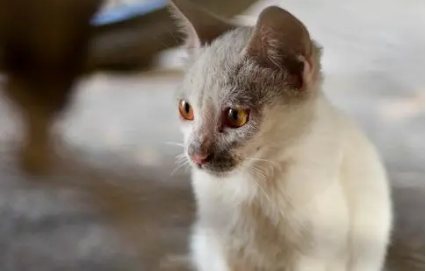 流浪猫为什么怎么赶都不走？爱猫人士来瞧瞧。