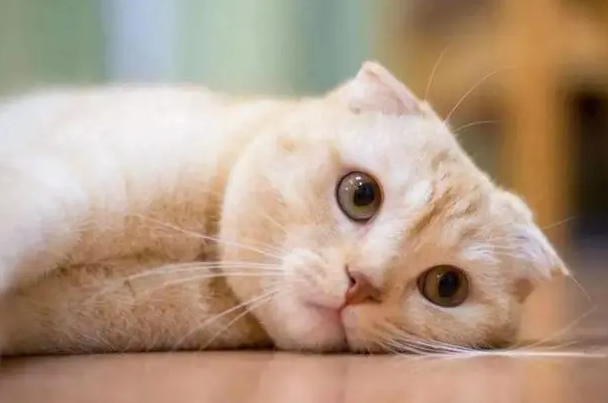 猫咪一个人在家会抑郁吗？不会的
