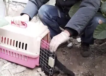 4处骨折,多处受伤的流浪猫,不知经历了多少磨难终于遇到对的人 4处骨折,多处受伤的流浪猫,不知经历了多少磨难终于遇到对的人