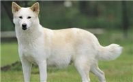 卡南犬感冒怎么办?具体用什么药?