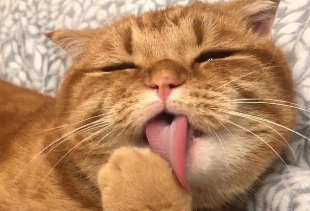 猫为什么喜欢舔爪子，来告诉你原因！