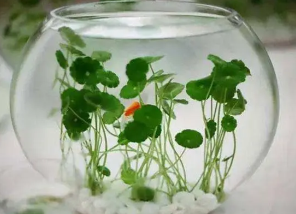 铜钱草净化鱼缸水质