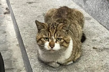 被主人抛弃的流浪猫，冻到“原地起舞”
