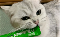 猫咪能吃猫条吗