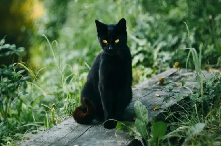 什么颜色猫容易招鬼