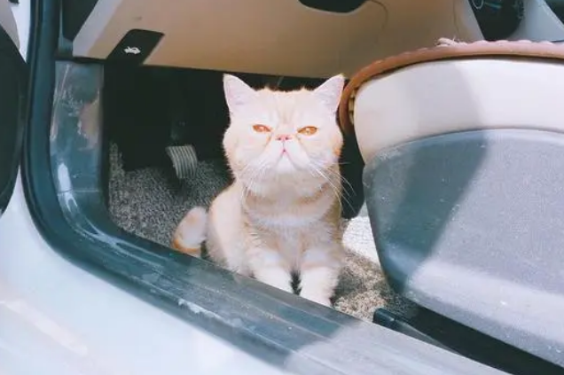猫在车上一直张嘴喘气,是有原因的! 猫在车上一直张嘴喘气,是有原因的!