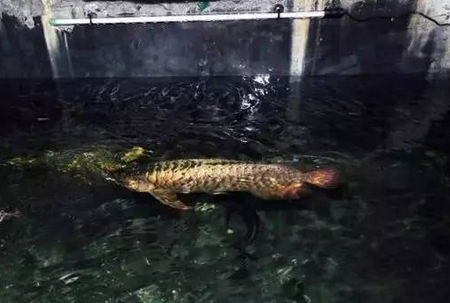 夏天鱼缸水容易混怎么办