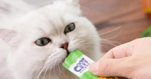 猫咪拉稀能吃猫条吗