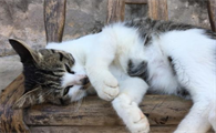 夏天猫在家里会热死吗?今日带你解答!