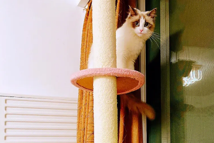 猫咪的猫爬架用的是什么绳子? 猫咪的猫爬架用的是什么绳子?
