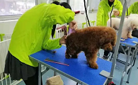济南宠物美容培训学校